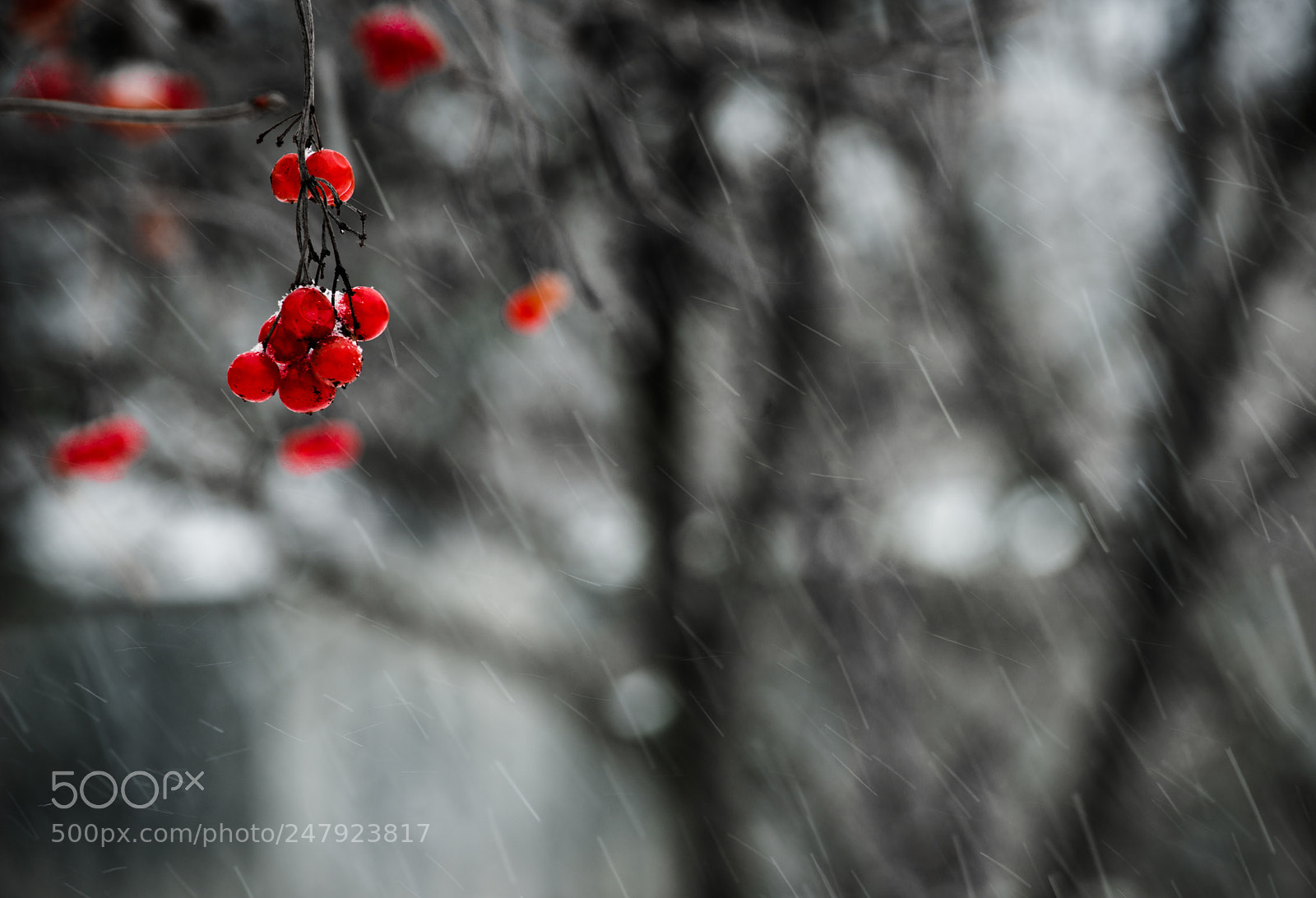 Nikon D800 sample photo. Red berries in snow photography