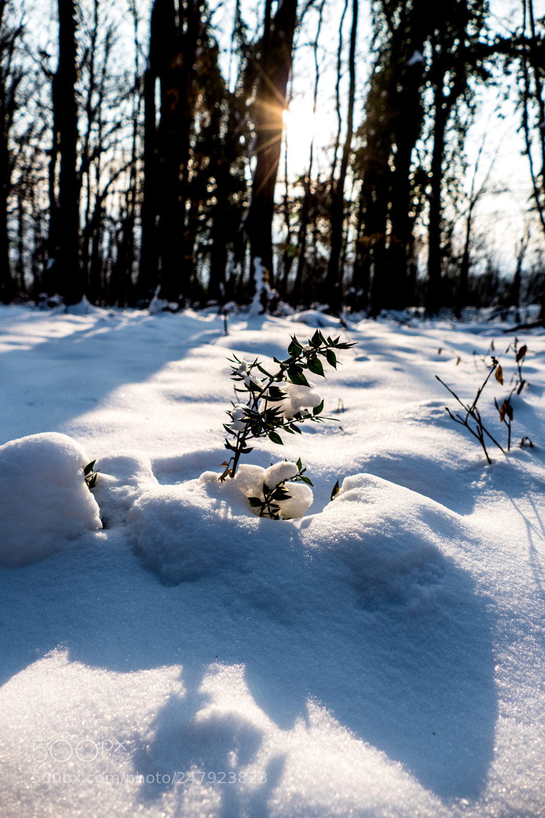 Panasonic Lumix DMC-FZ1000 sample photo. Snowy plant photography