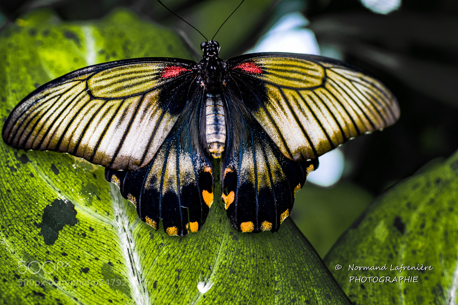 Nikon D7200 sample photo. And the winner is... photography