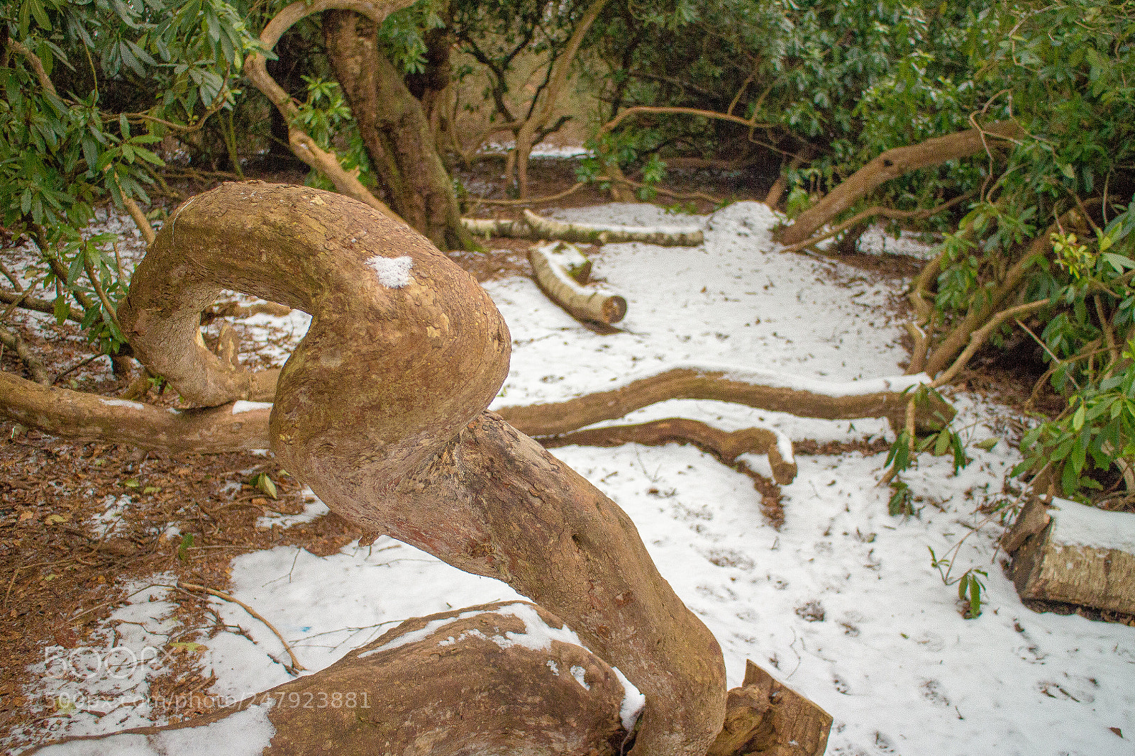 Canon EOS M sample photo. Warm tree in the photography