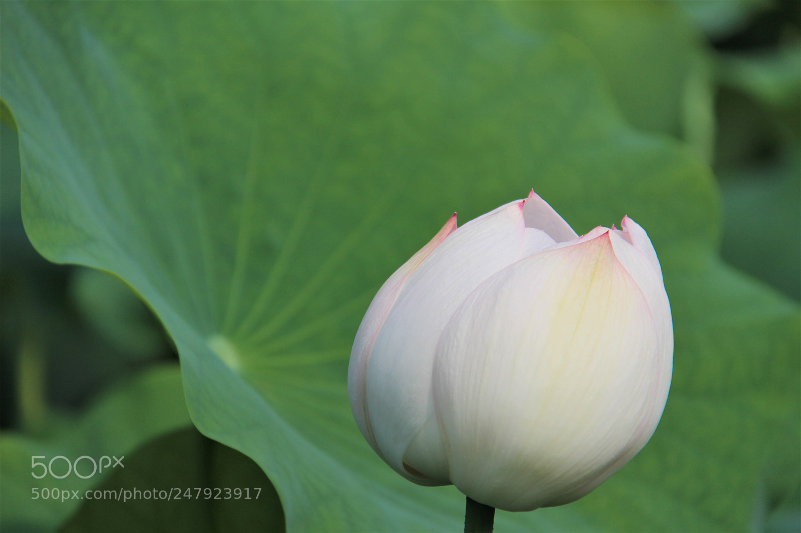 Canon EOS 100D (EOS Rebel SL1 / EOS Kiss X7) sample photo. Img photography
