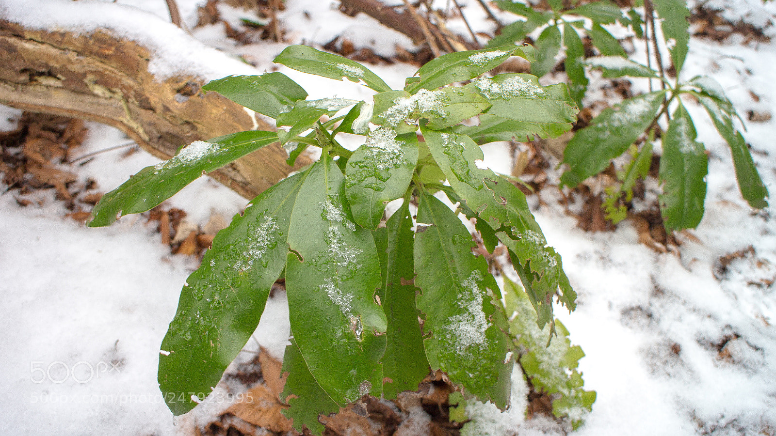 Canon EOS M sample photo. Cold plant photography