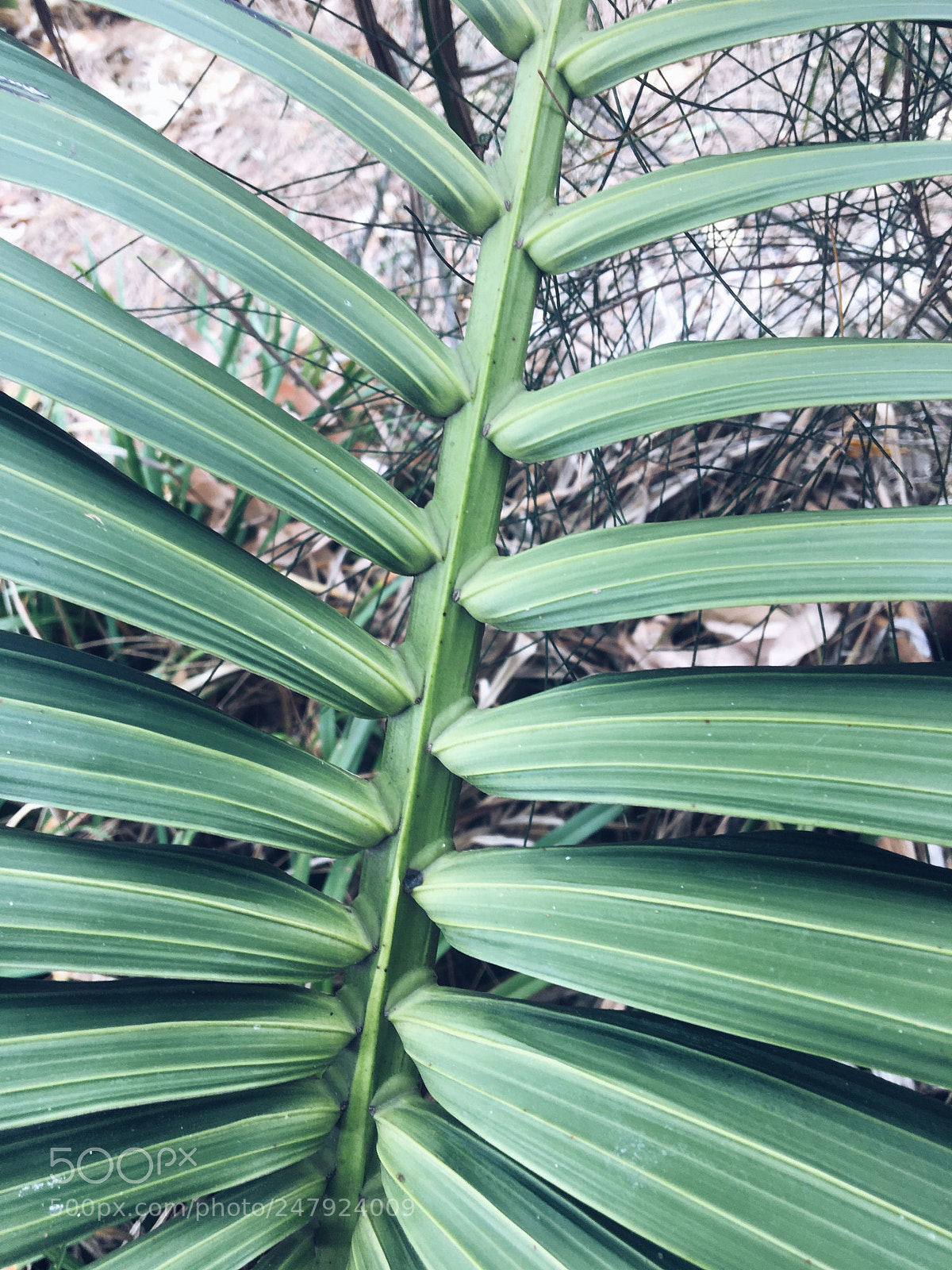 Apple iPhone 6s sample photo. Untitled photography