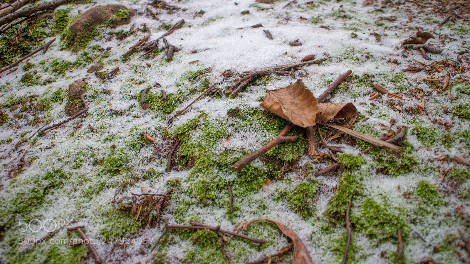 Canon EOS M sample photo. Cold leaf photography