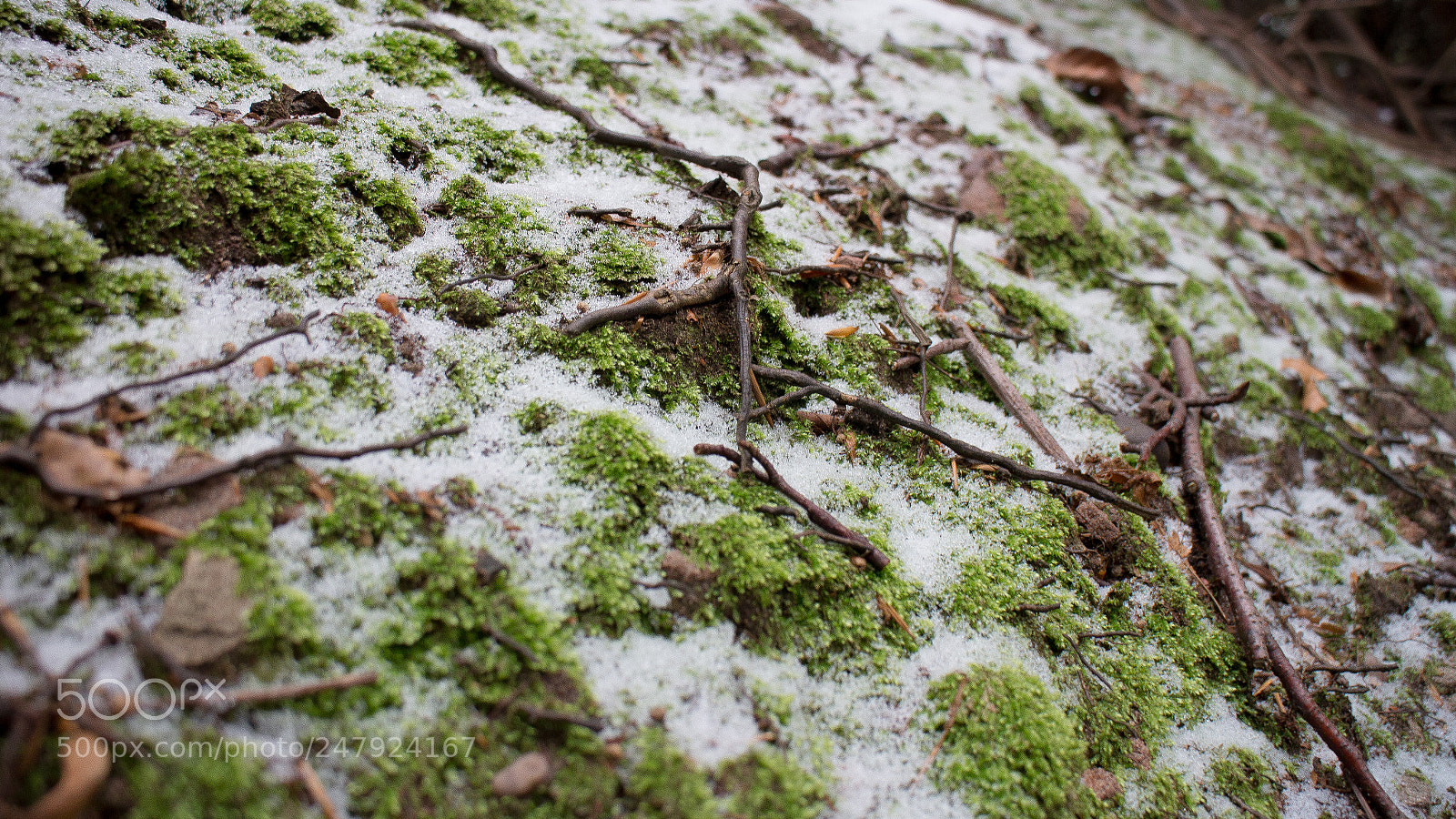 Canon EOS M sample photo. Snow in the wood photography