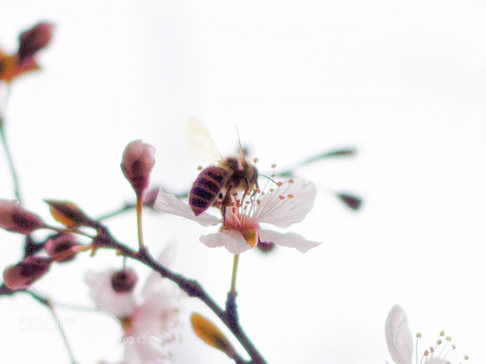 Canon EOS 60D sample photo. Bee photography
