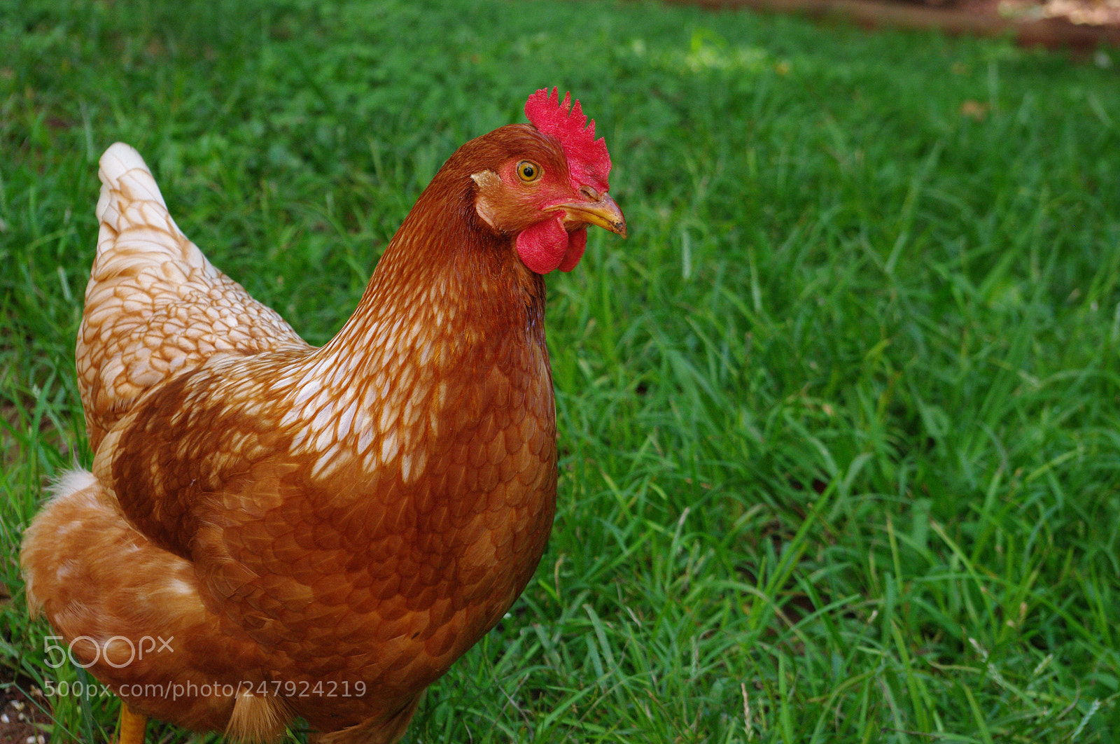 Pentax K20D sample photo. Golden comet hen photography
