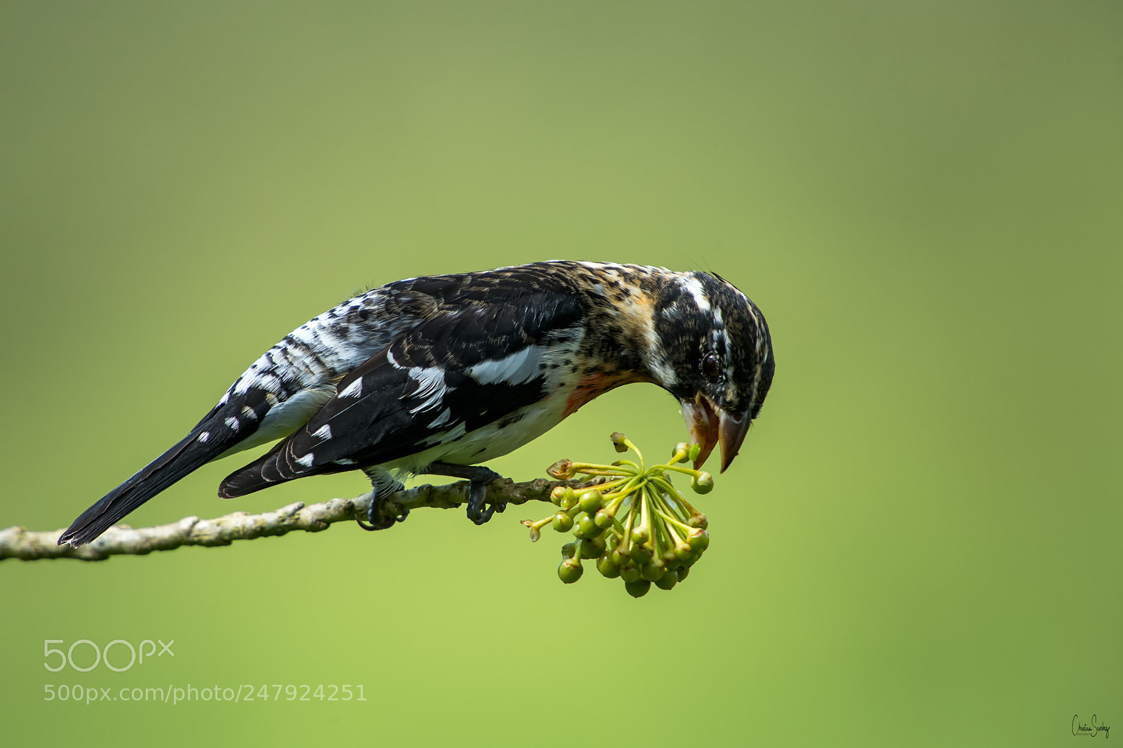 Nikon D4 sample photo. Rose-breasted grosbeak photography