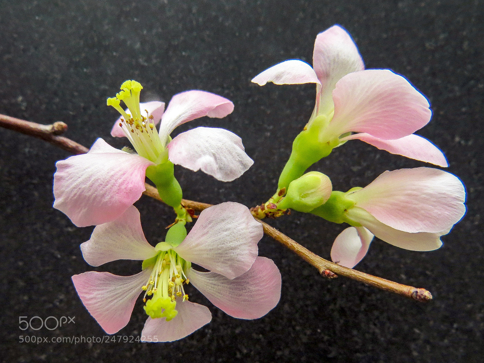 Canon PowerShot SX50 HS sample photo. Spring blossoms photography
