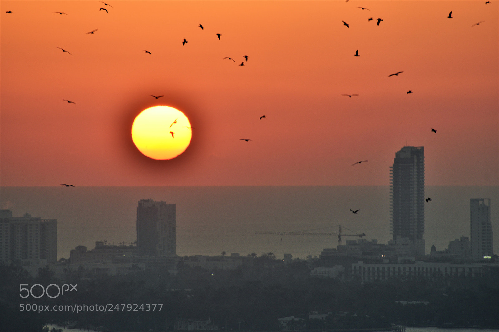 Nikon D3400 sample photo. Birds at sunrise photography