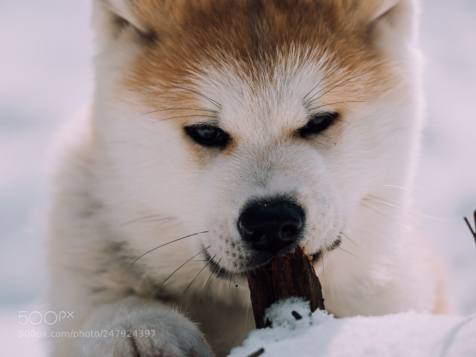 Olympus OM-D E-M1 Mark II sample photo. Little akita photography