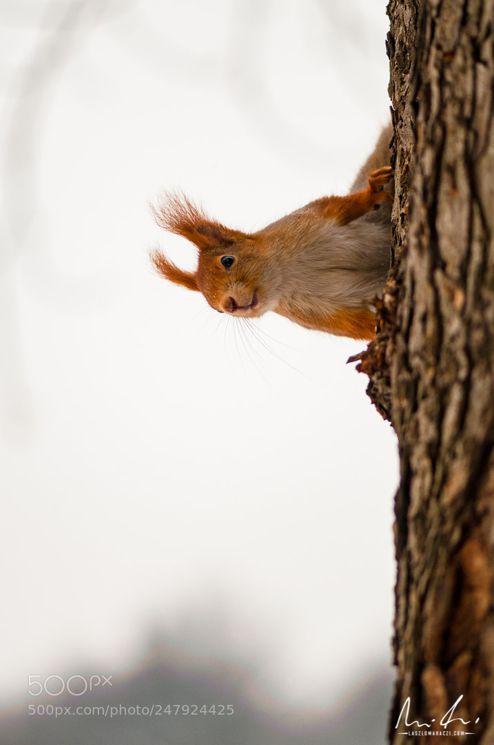 Nikon D300 sample photo. Curiosity photography