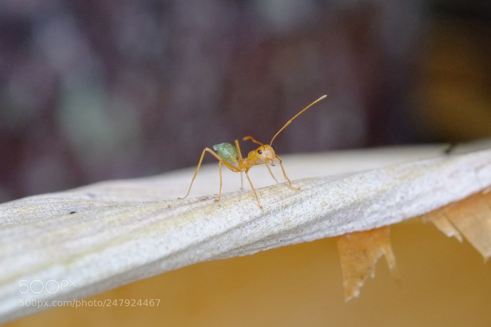 Fujifilm X-Pro1 sample photo. Green ant photography