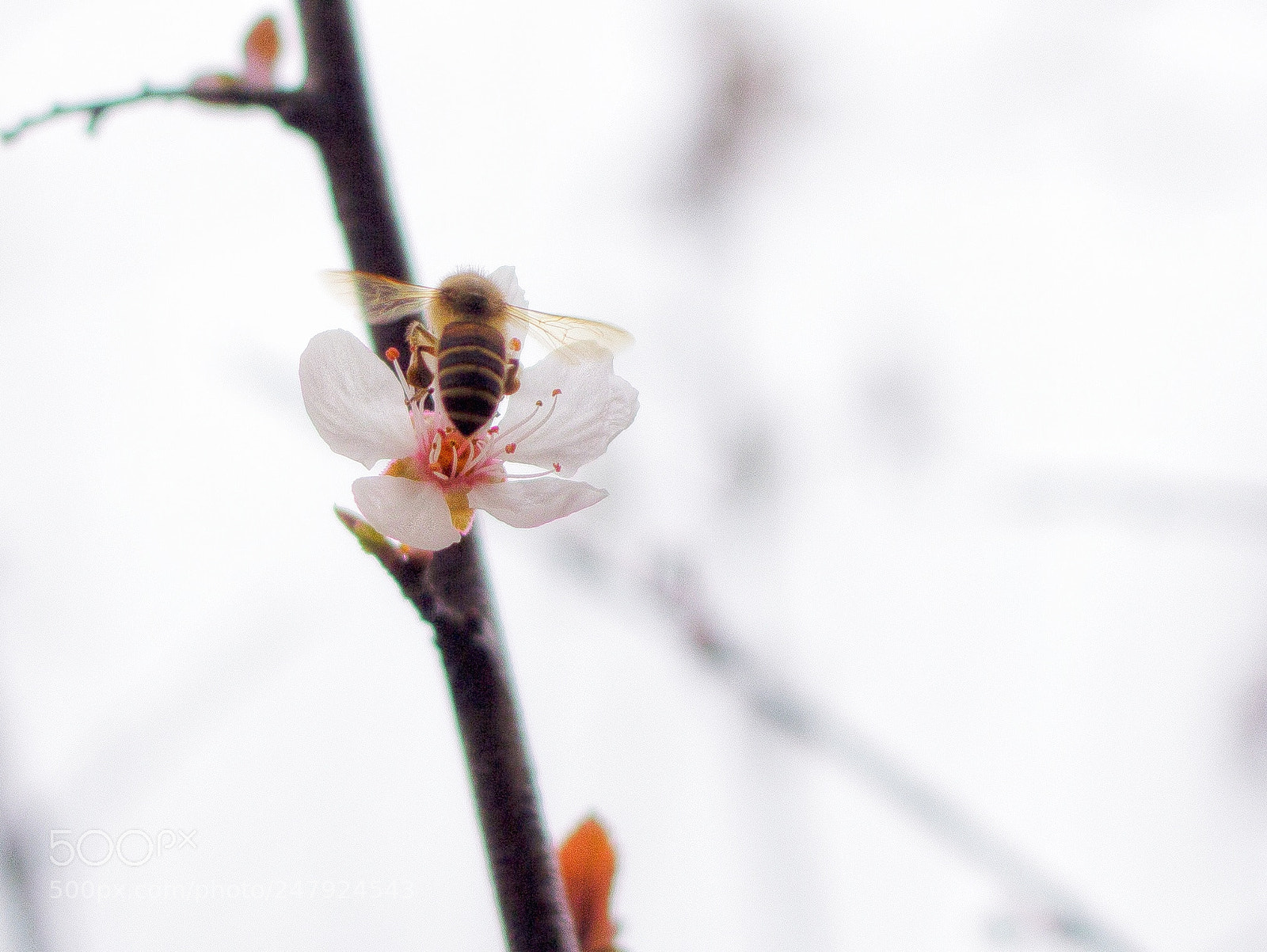 Canon EOS 60D sample photo. Bee photography