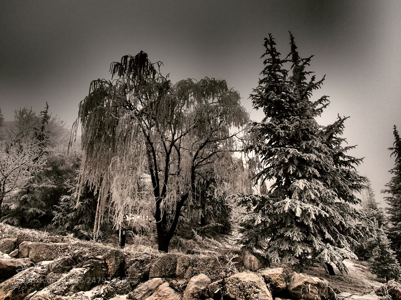 Olympus E-5 sample photo. Snowy day photography