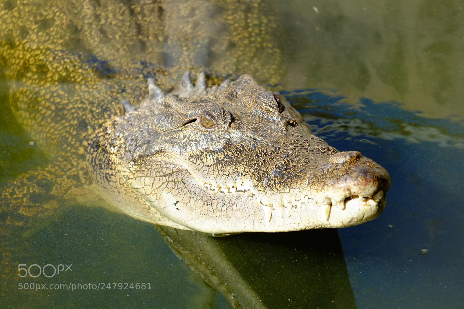 Fujifilm X-Pro1 sample photo. Crocodile photography
