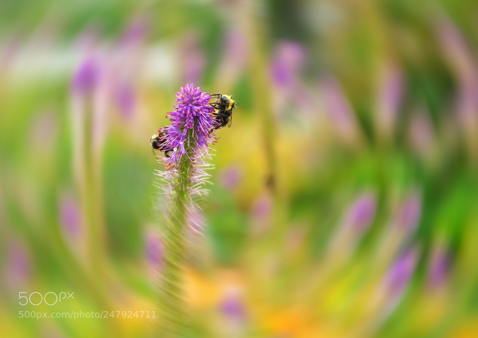 Nikon D800 sample photo. Around the summer photography