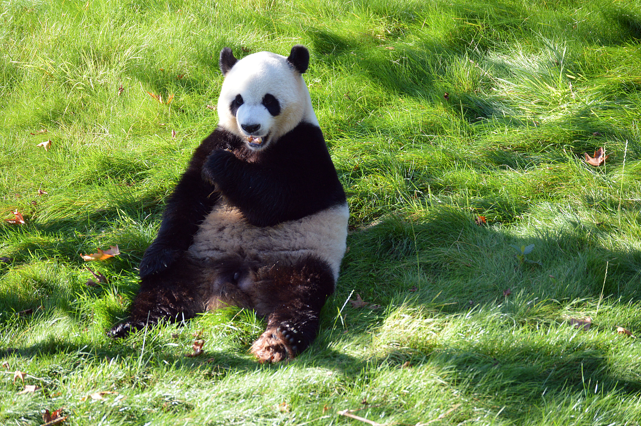 Nikon D3200 sample photo. Panda photography