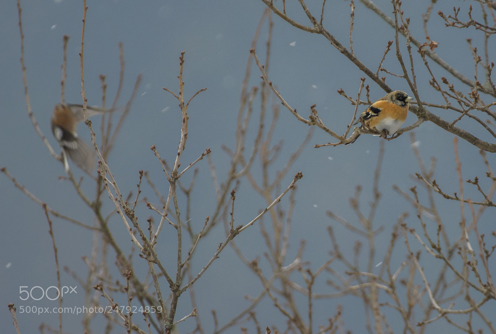 Nikon D7200 sample photo. Brambling & chaffinch photography