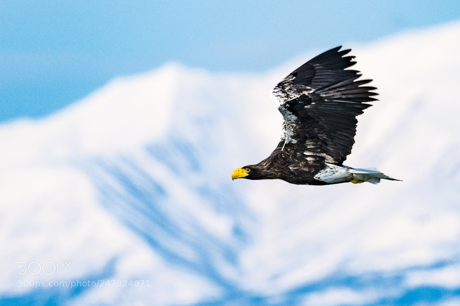 Nikon D850 sample photo. Stellar's sea eagle_3 photography