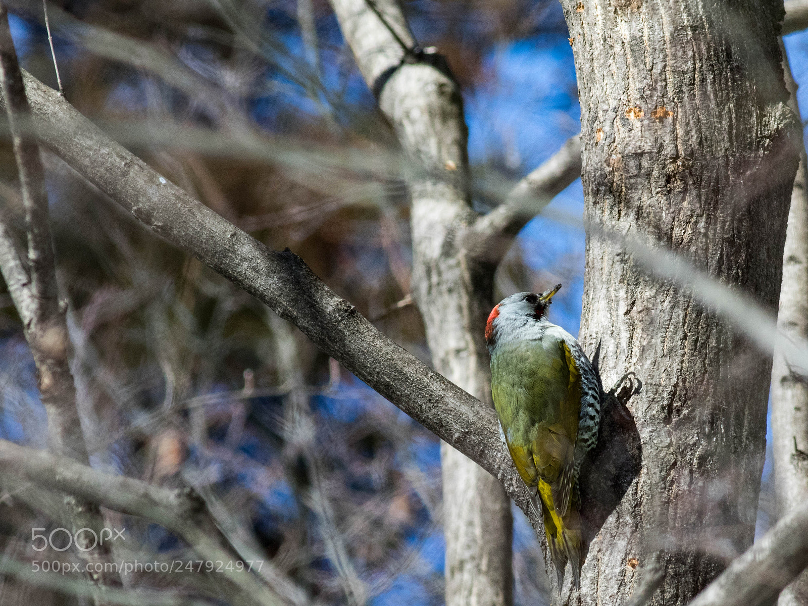 Canon EOS 7D Mark II sample photo. Japanese woodpecker photography