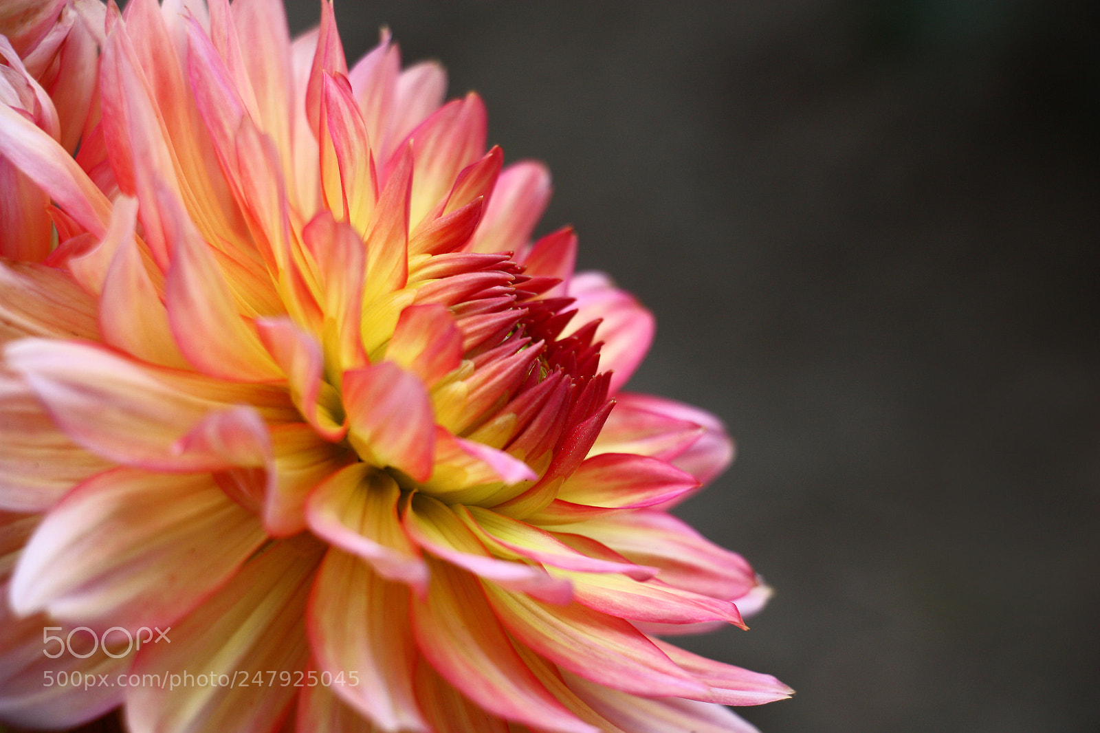 Canon EOS 450D (EOS Rebel XSi / EOS Kiss X2) sample photo. Bright dahlia on a photography