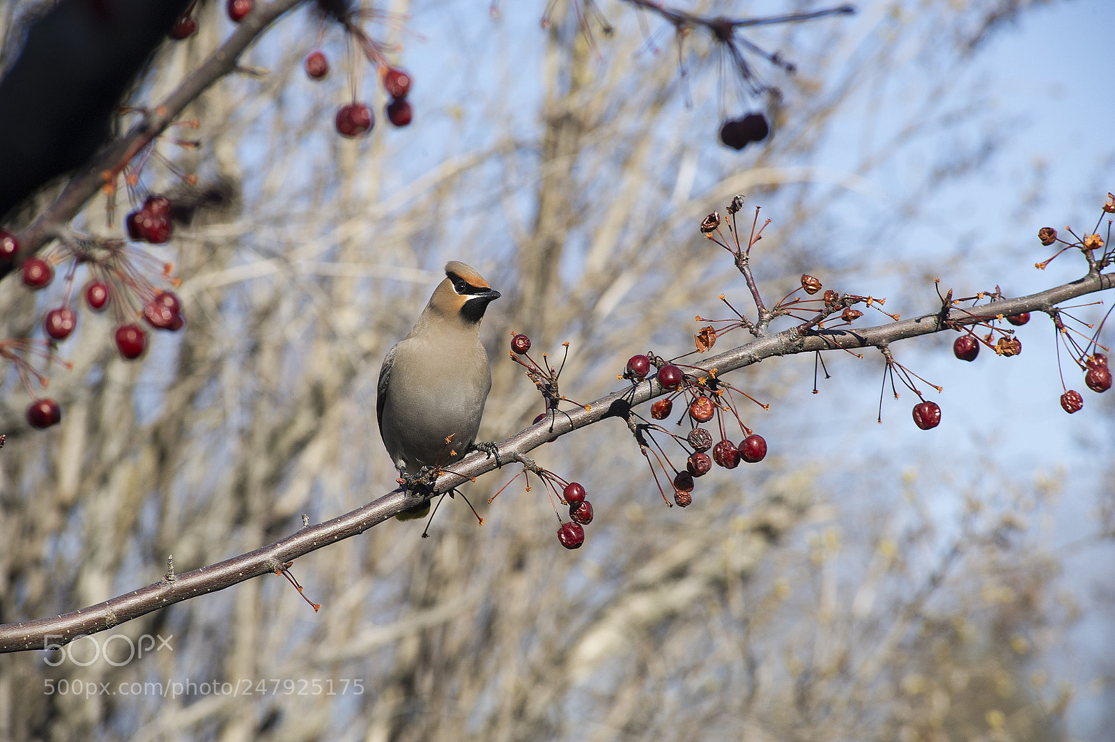 Nikon D3S sample photo. Bohemian waxwing photography