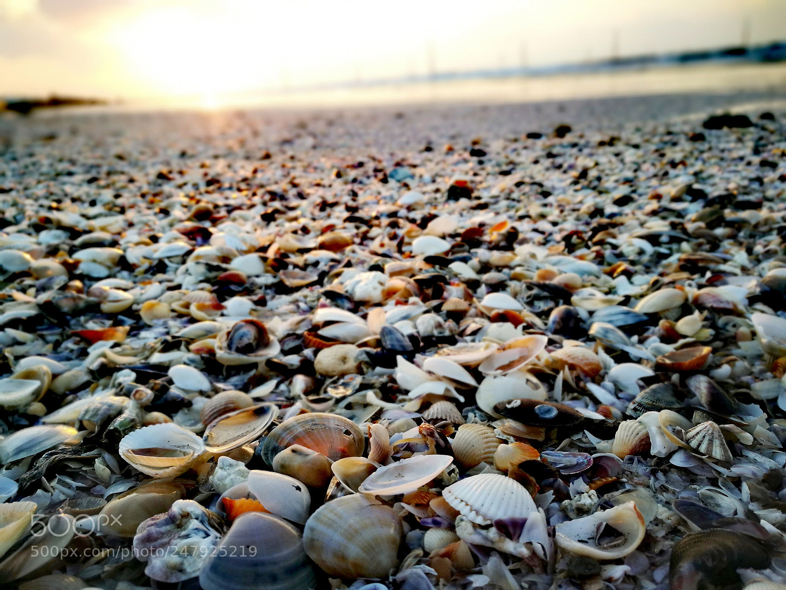 HUAWEI P9 sample photo. Shellfish photography