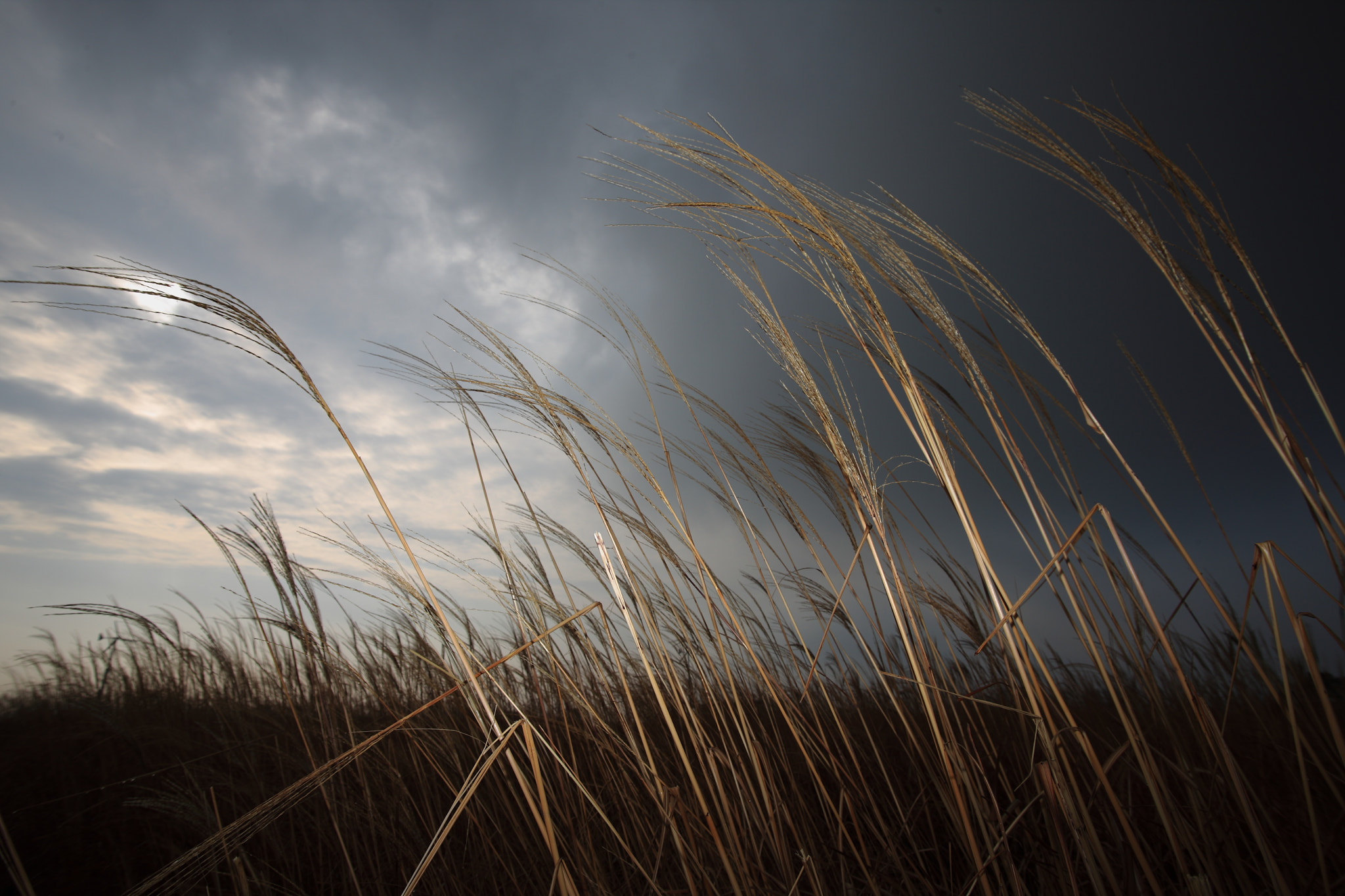 Canon EOS-1Ds Mark III + Sigma 17-35mm f/2.8-4 EX DG Aspherical HSM sample photo. Reeds photography