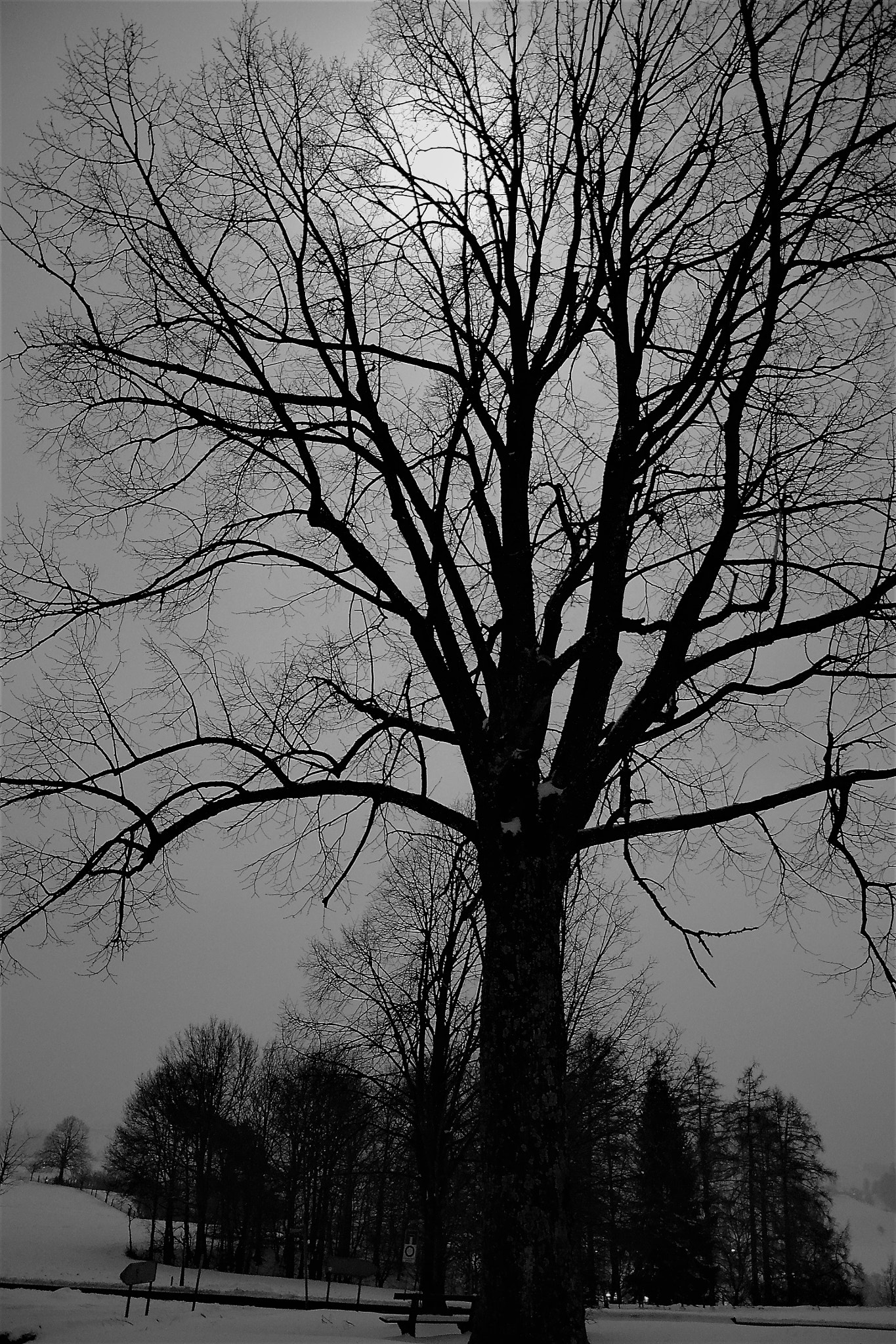 Nikon D3100 sample photo