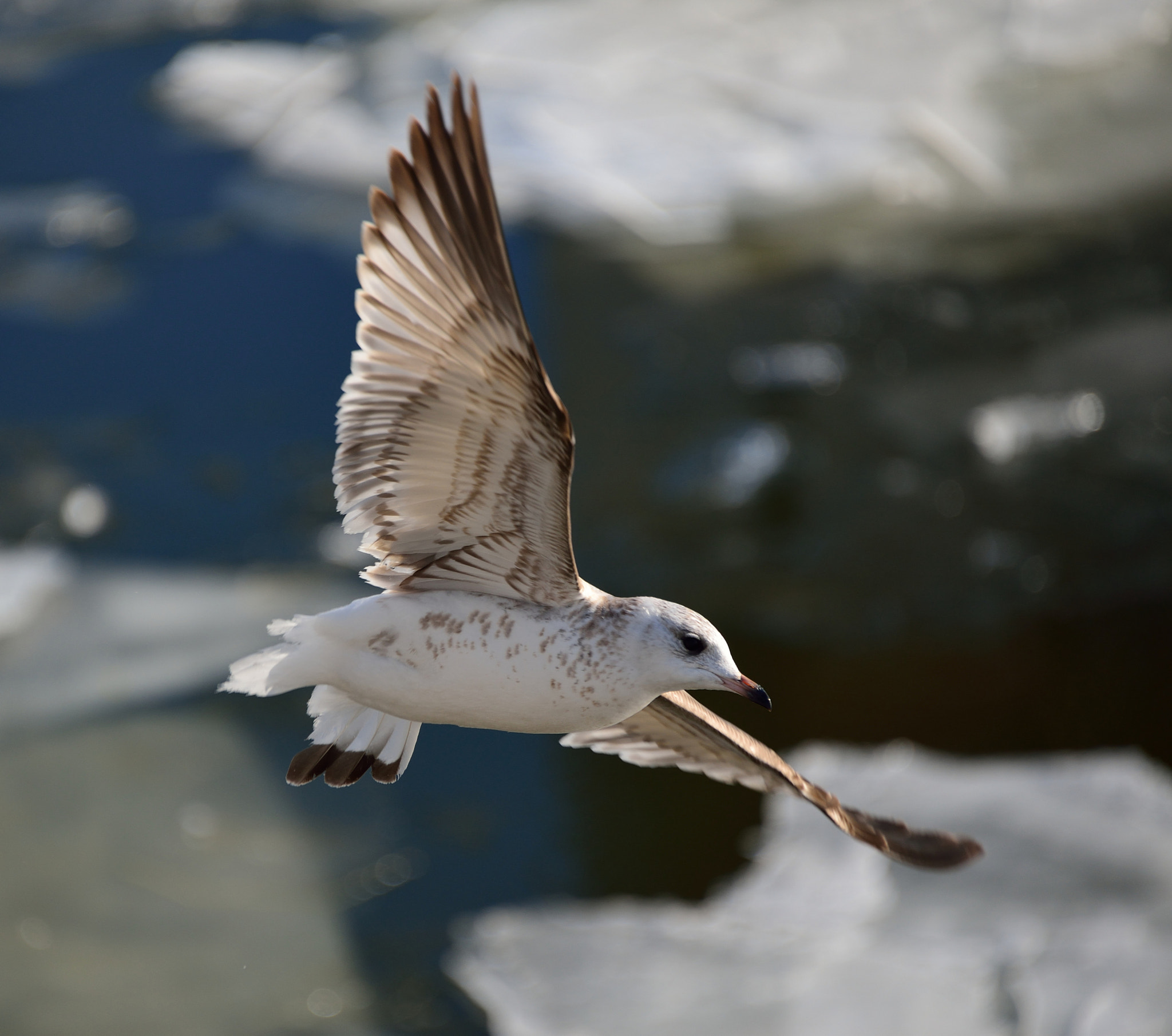 Nikon D610 sample photo. Чайка photography