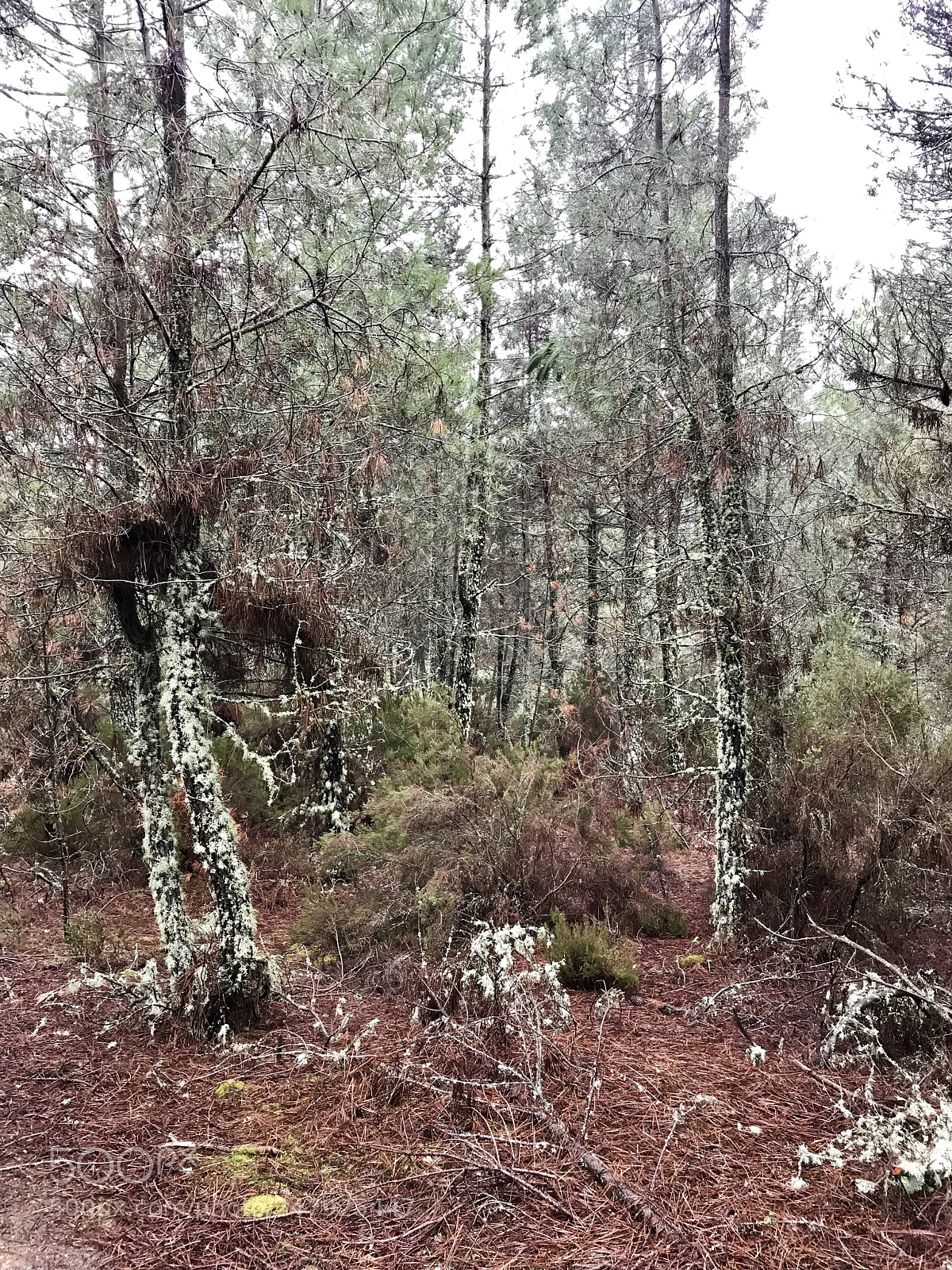Apple iPhone 7 Plus sample photo. Pine tree in northern photography