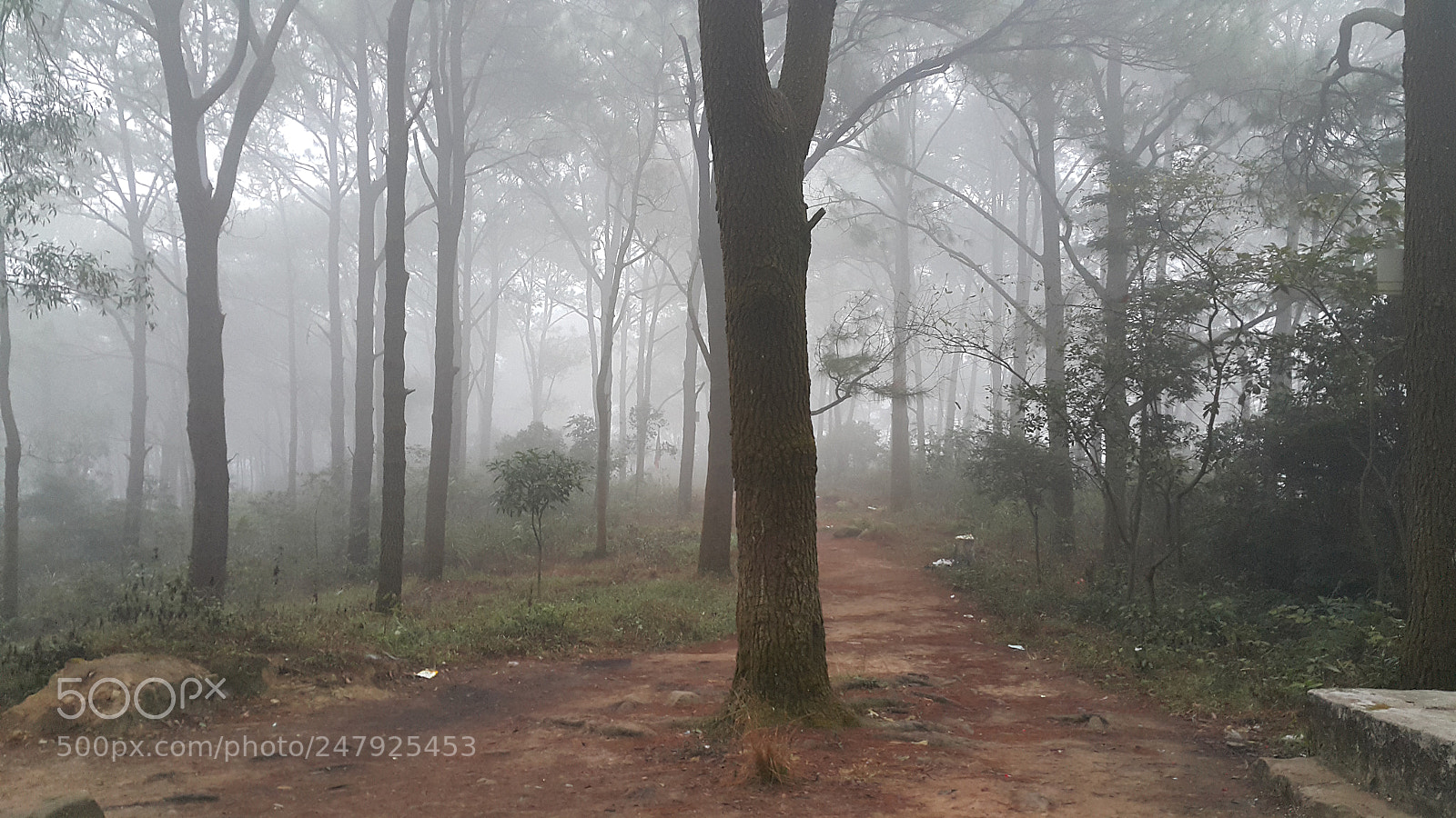 Samsung Galaxy Note4 sample photo. Foggy photography