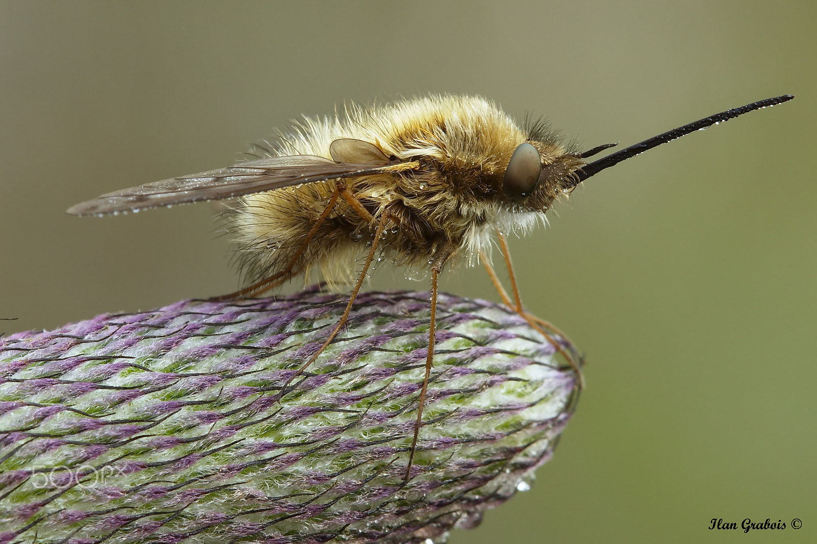 Canon EOS 7D Mark II + Canon EF 100mm F2.8L Macro IS USM sample photo. Preparations for the flight photography