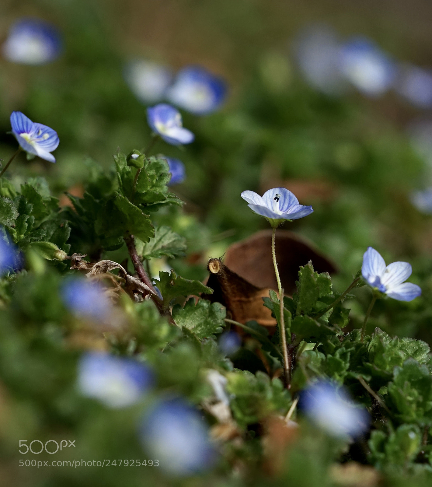 Sony a7 II sample photo. Sign of spring.persian speedwell photography