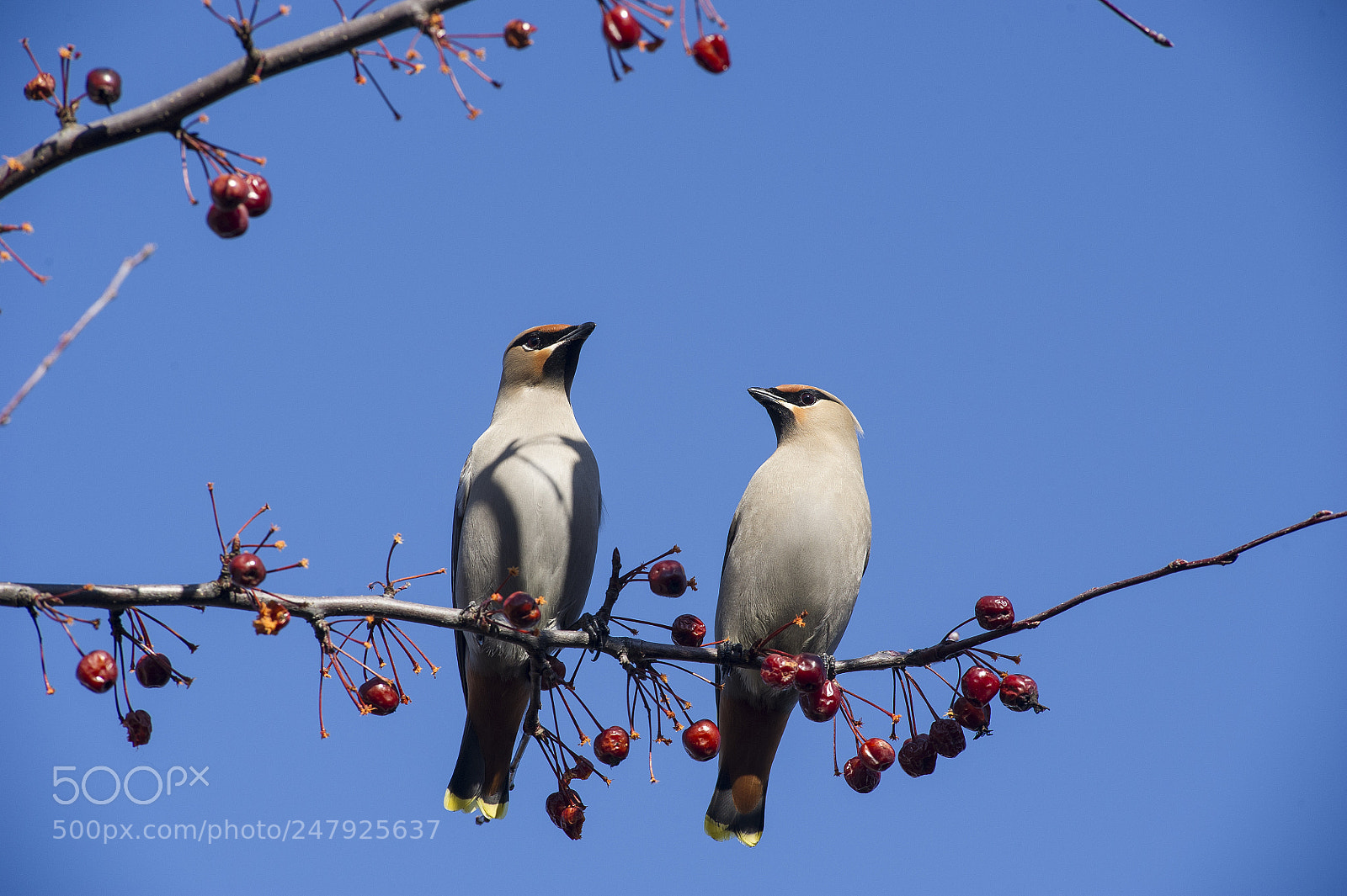 Nikon D3S sample photo. Bohemian waxwing photography