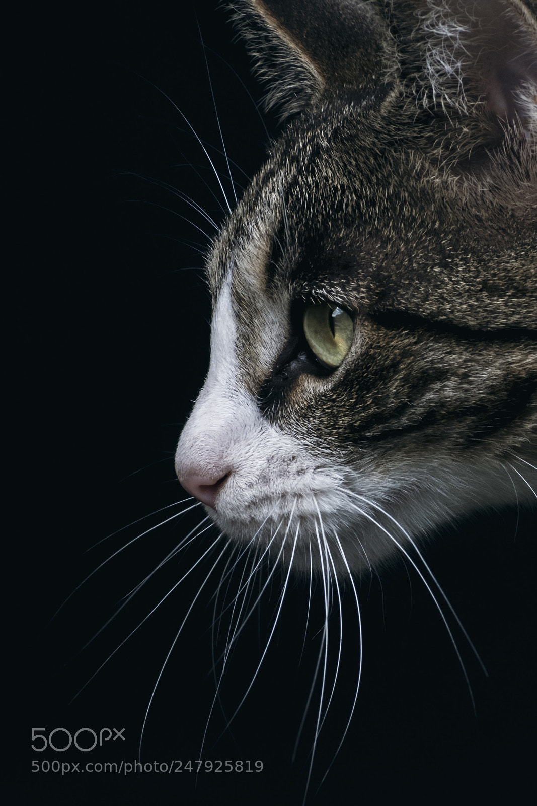 Nikon D3400 sample photo. Cat photography