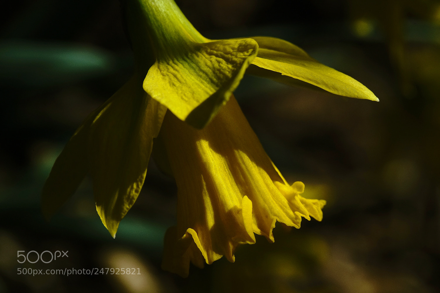 Sony a7R II sample photo. Daffs too photography
