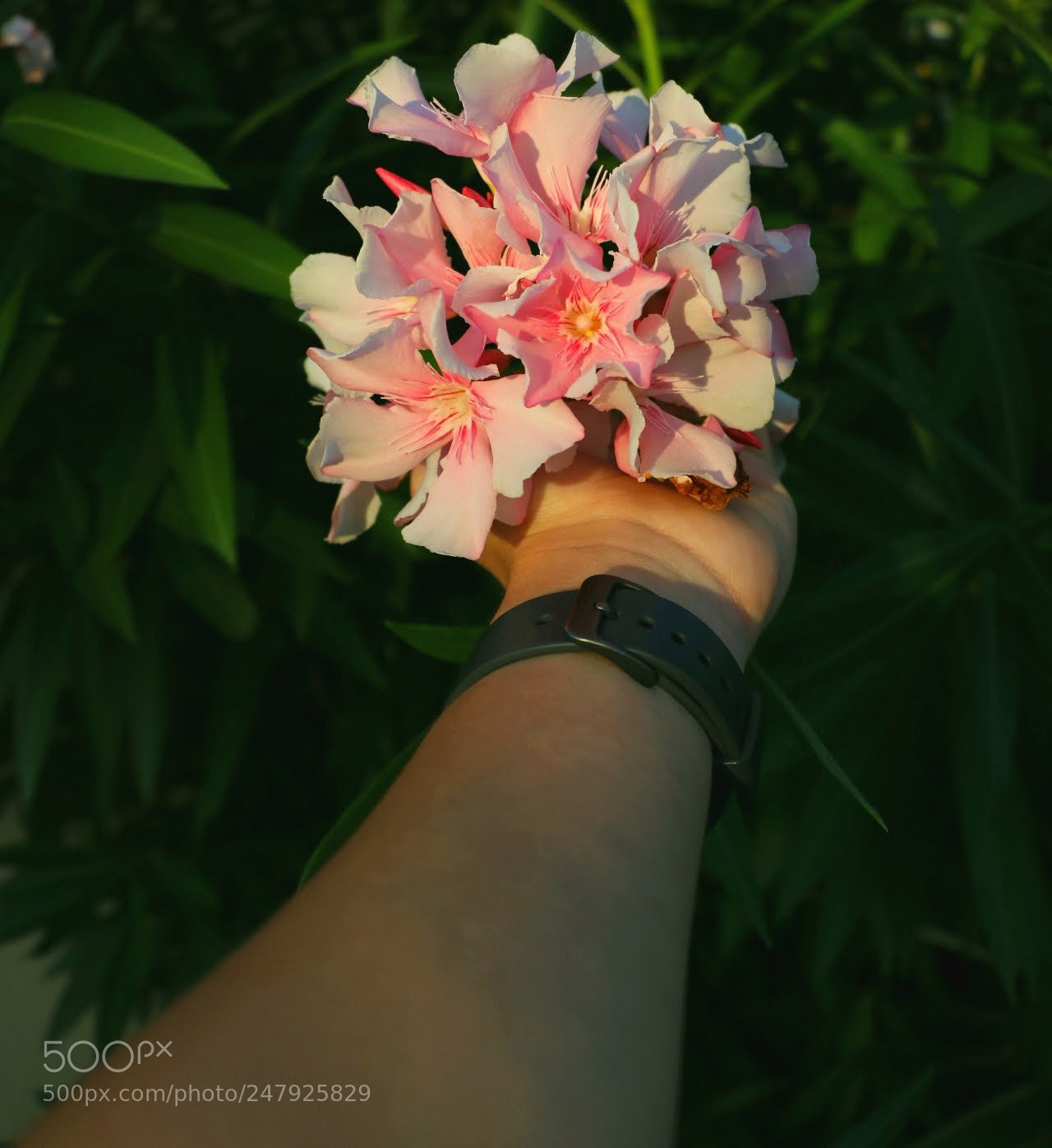 Canon EOS 750D (EOS Rebel T6i / EOS Kiss X8i) sample photo. Flower photography