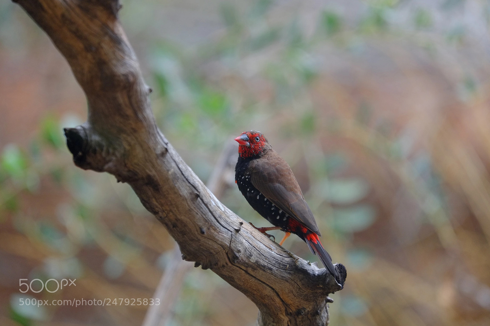 Fujifilm X-Pro1 sample photo. Little bird photography