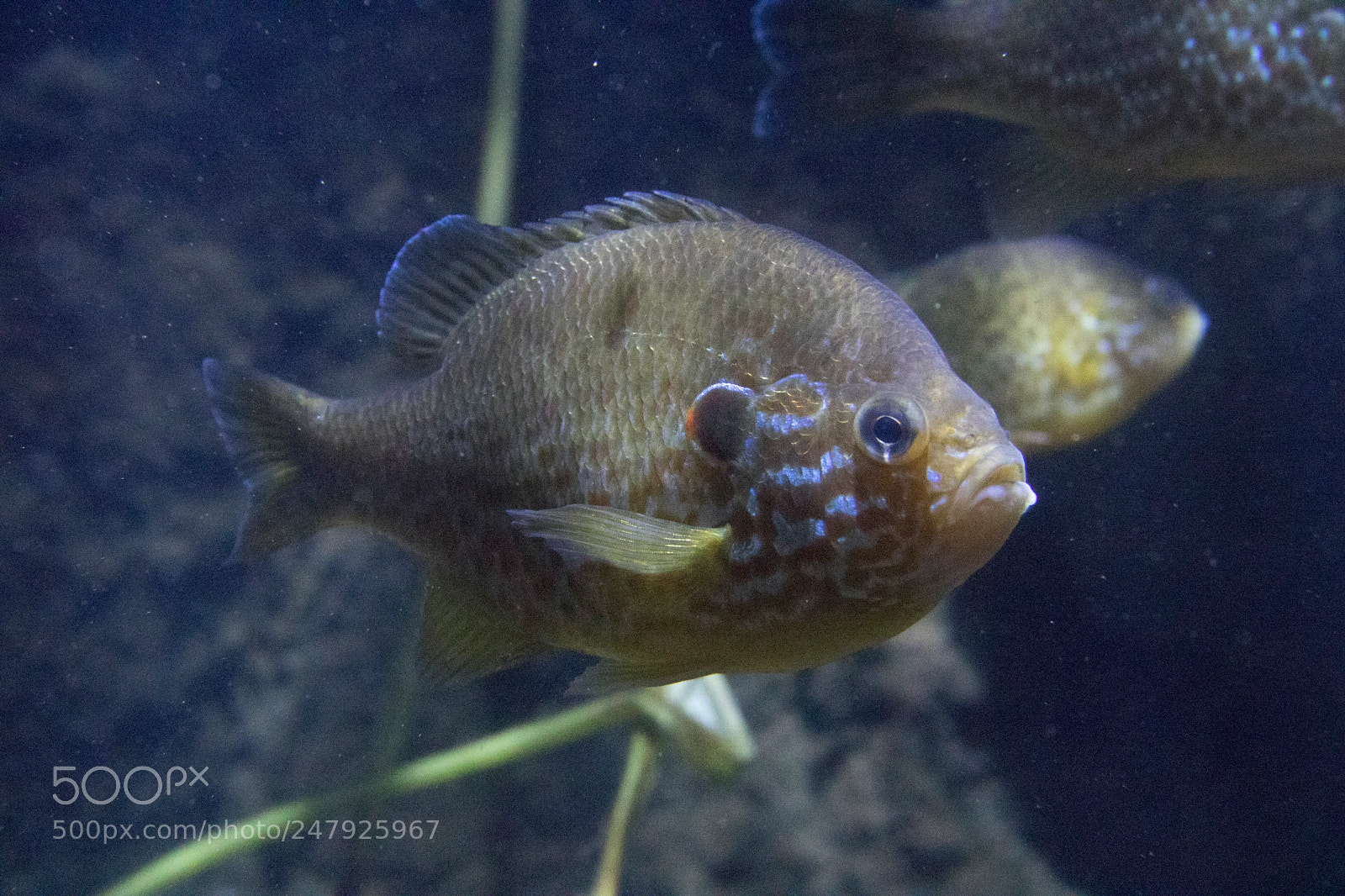 Canon EOS 760D (EOS Rebel T6s / EOS 8000D) sample photo. Pumpkinseed sunfish (lepomis gibbosus) photography