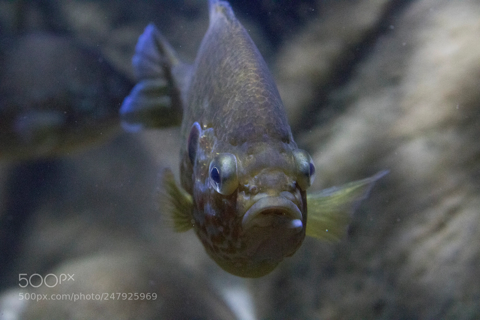 Canon EOS 760D (EOS Rebel T6s / EOS 8000D) sample photo. Pumpkinseed sunfish (lepomis gibbosus) photography