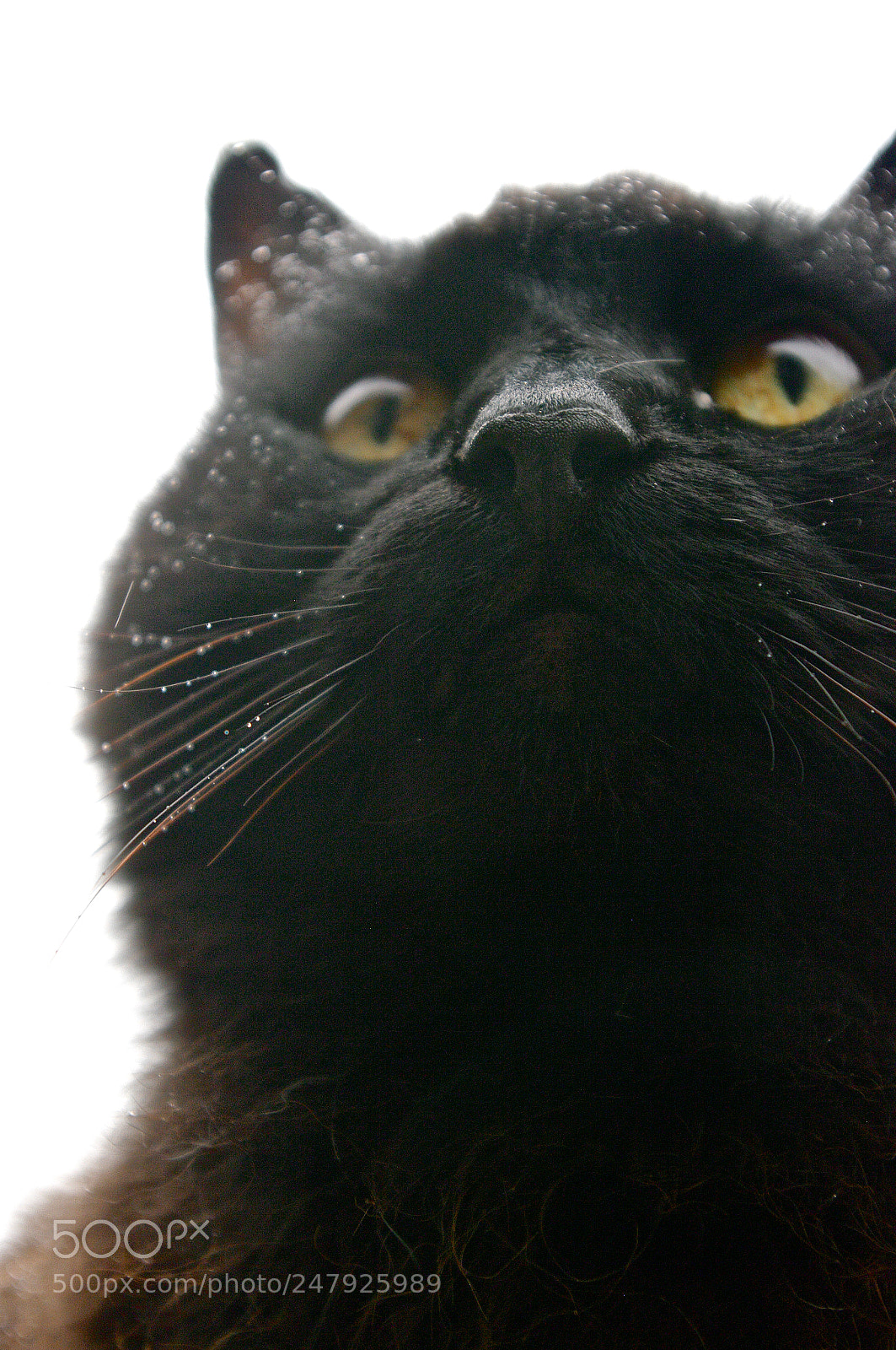 Pentax K20D sample photo. Maximus photography