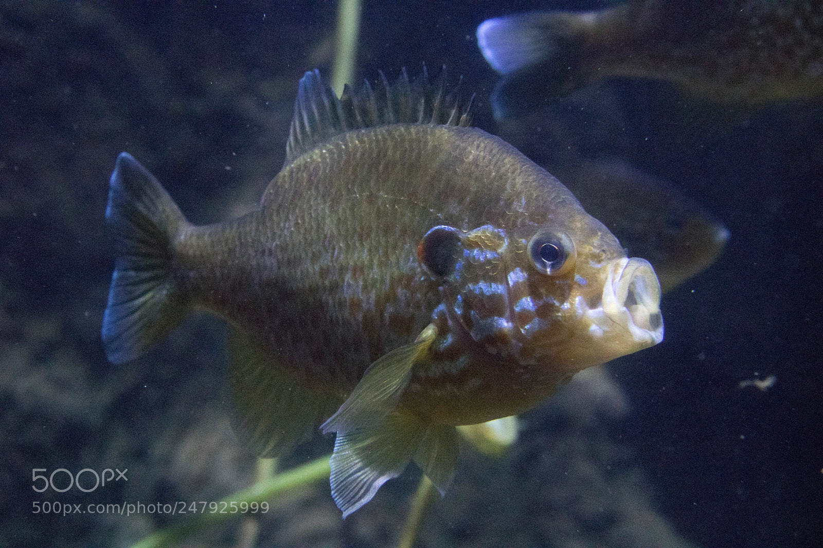 Canon EOS 760D (EOS Rebel T6s / EOS 8000D) sample photo. Pumpkinseed sunfish (lepomis gibbosus) photography