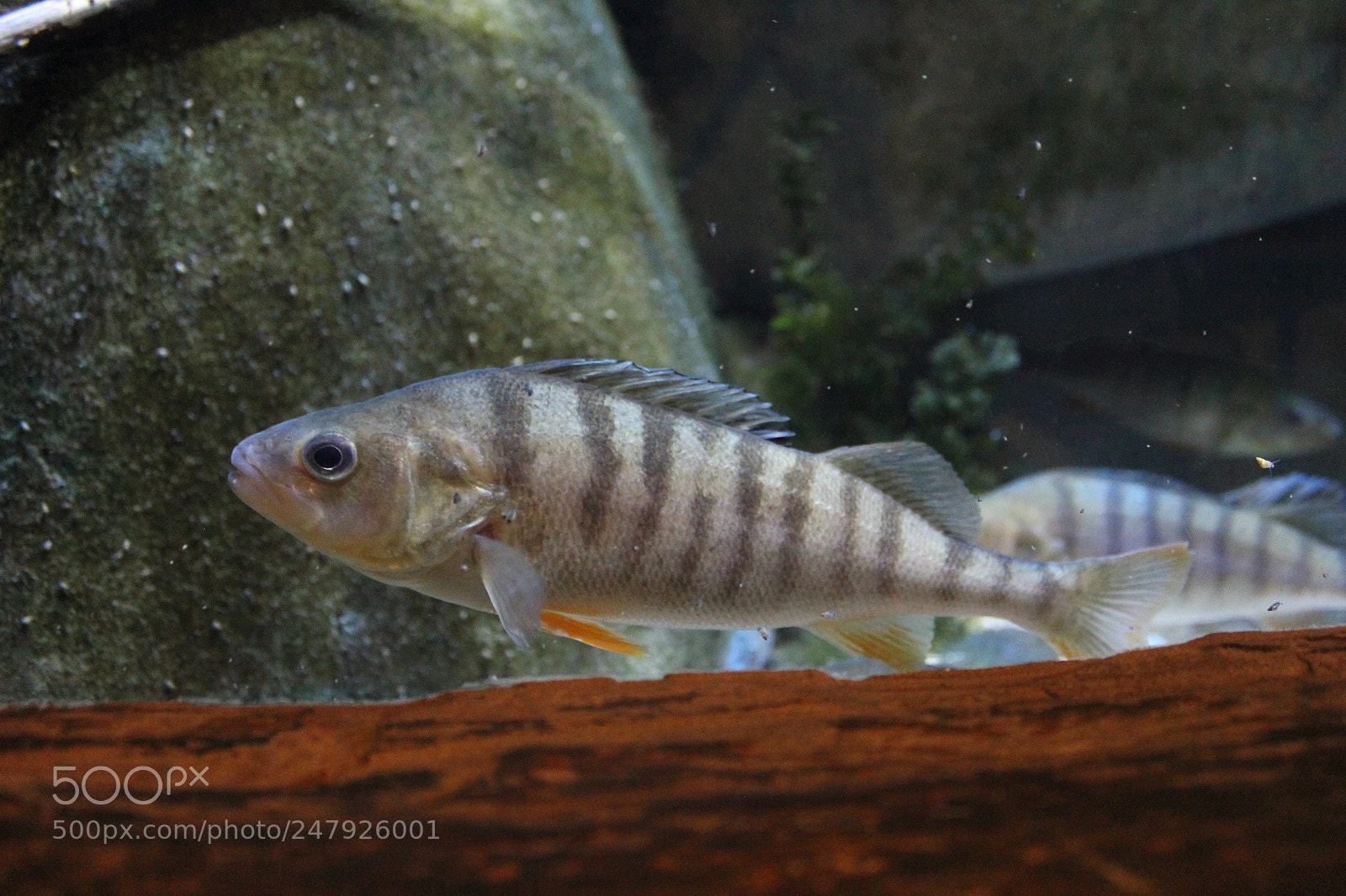 Canon EF-S 18-55mm F3.5-5.6 IS sample photo. European perch (perca fluviatilis) photography