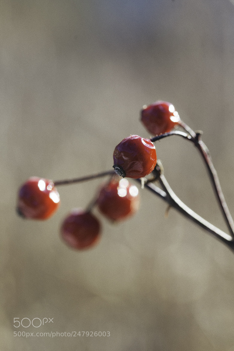 Nikon D600 sample photo. 180302 photography