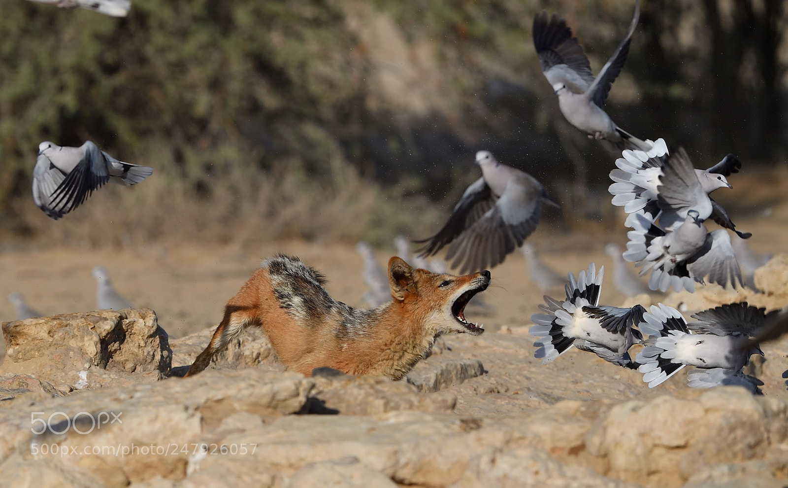 Nikon D5 sample photo. Who is faster? photography