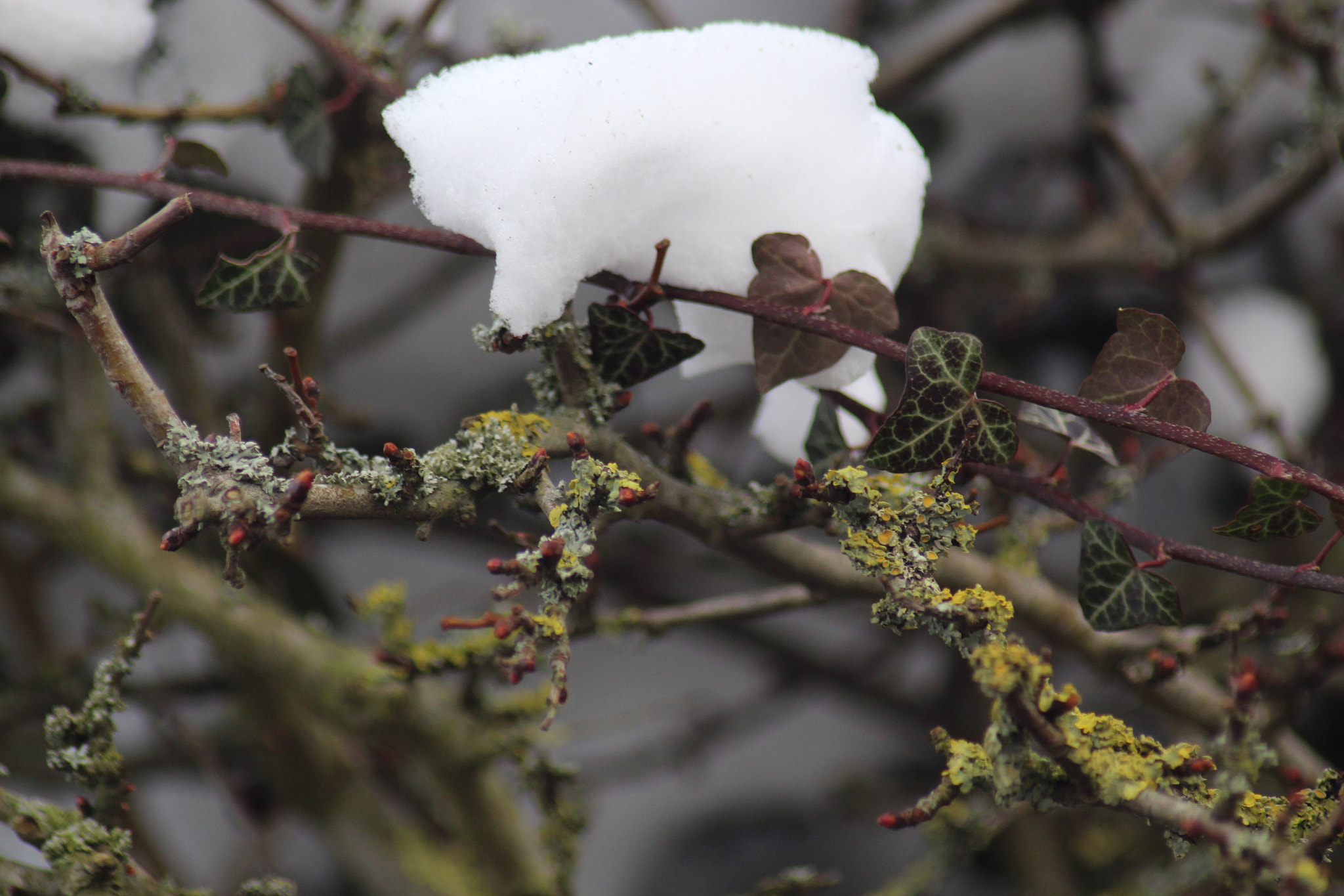 Canon EOS 1300D (EOS Rebel T6 / EOS Kiss X80) sample photo. Lichen photography
