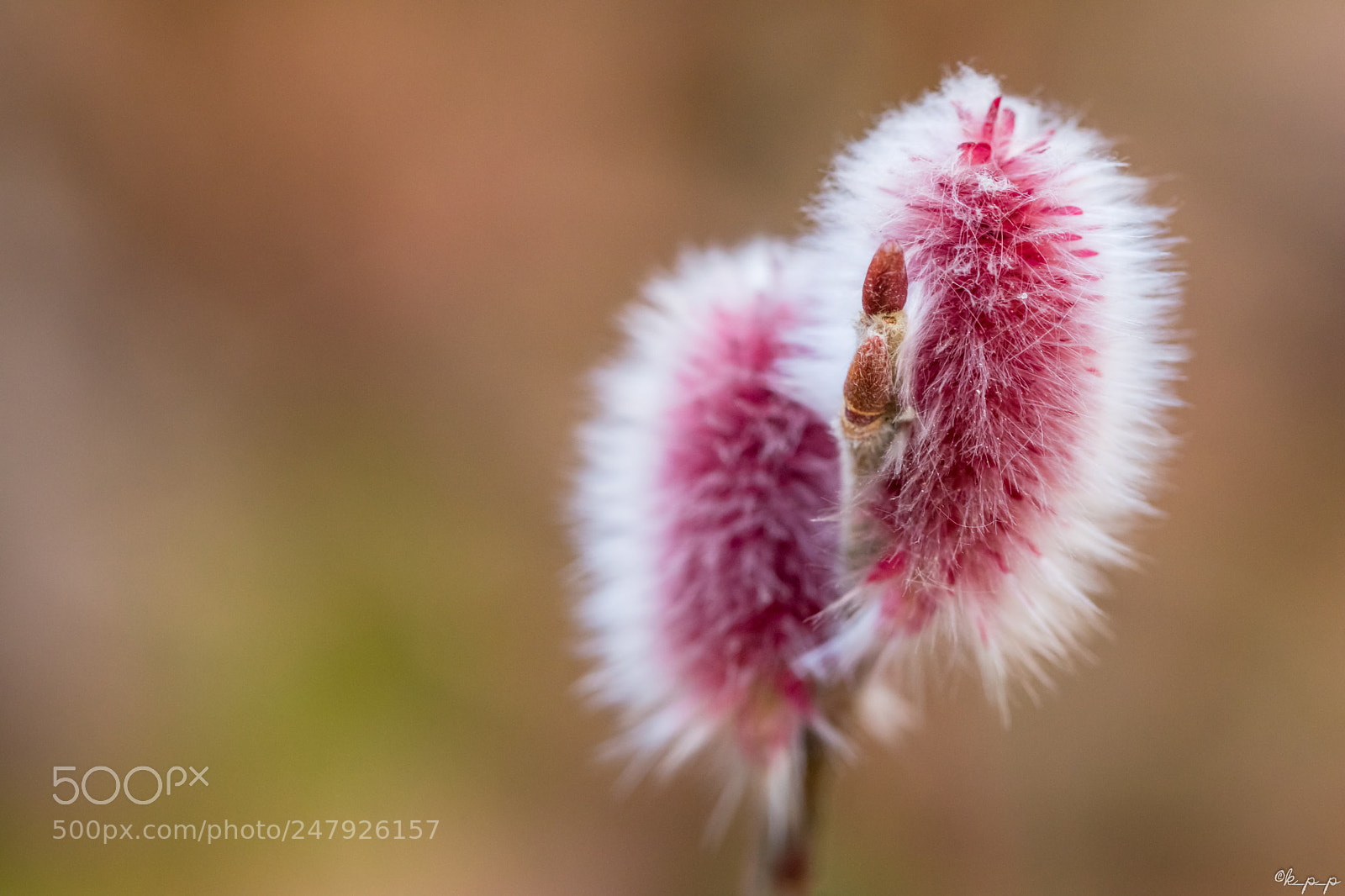 Canon EOS 80D sample photo. Pussy willow photography