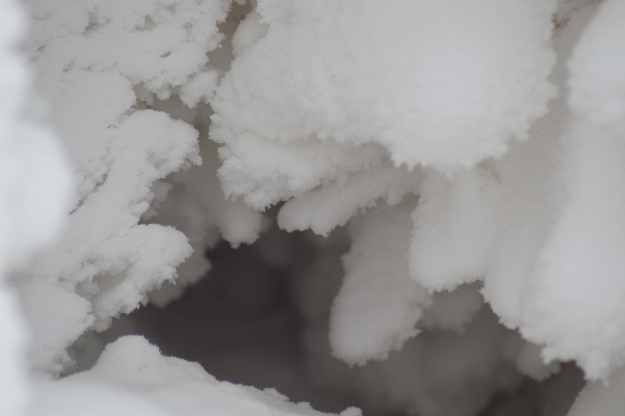 Canon EOS 1300D (EOS Rebel T6 / EOS Kiss X80) sample photo. Snow j photography